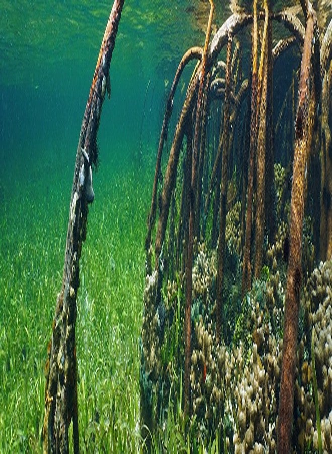 Galapagos Galápagos (05410) Aquarium Background Clings, 10.125" x 30", Mangrove - Image 2